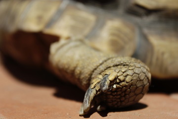 Fototapeta premium Turtle's foot