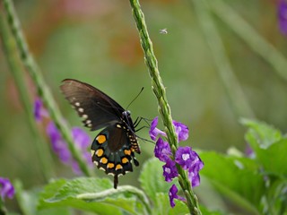 Obraz premium Side view of butterfly feeding on nectar from violet flowers in the garden