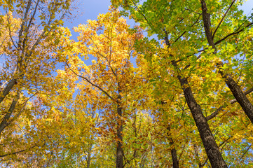Oak forest in autumn with beautiful light