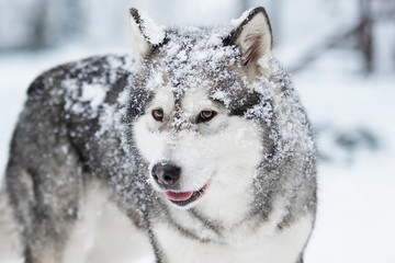 Alaskan Malamute dog on a winter