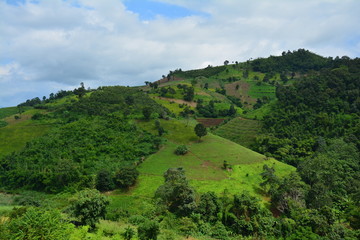 Plantations de Thé Chiang Rai Thaïlande - Tea Fields Thailand
