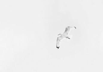 A white seagull flying high in the sky with black feathers on its wings in a black and white format.