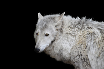 Obraz premium Portrait of a wild wolf with pinned ears with bright yellow eyes on a contrasting black background