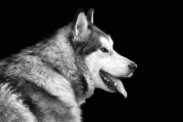 Black-white portrait of a large gray dog Husky breed with tongue hanging out on a black background close-up