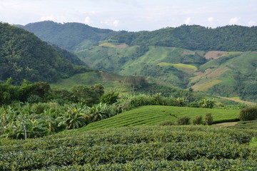 Fototapeta na wymiar Plantations de Thé Chiang Rai Thaïlande - Tea Fields Thailand