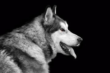 Black-white portrait of a large gray dog Husky breed with yellow eyes and tongue hanging out on a black background close-up