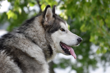 Portrait of a large gray dog of breed Husky with yellow eyes and tongue hanging out against a background of green foliage close-up