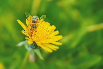 A honey bee in yellow pollen collects nectar from a dandelion flower on a sunny spring day. Spring time. Copy space