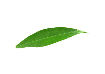 Fototapeta na wymiar Fresh green tangerine leaf on white background