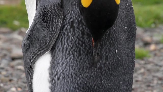 KIng penguin Scrath and clean Close up shot of KIng penguin Scrathing in Antarctica