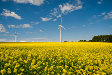 Ecological wind farm on a yellow rape field on a background of blue sky