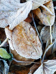 Autumn leaves - 239383137