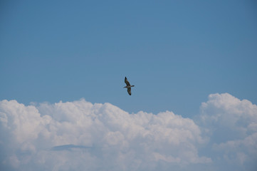 Naklejka na ściany i meble Seagull in the sky
