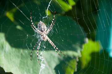 Spider web