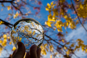 Gold Yellow Red Leaves and Branches with Blue Sky Captured in Glass Ball Reflection in Fingers