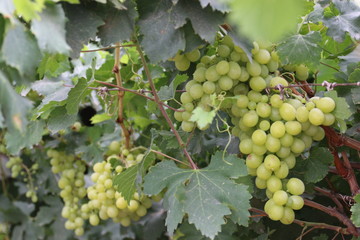 white wine grapes on the vine