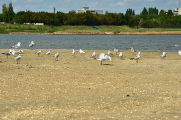 Many seagulls are sitting on the sand, by the sea.