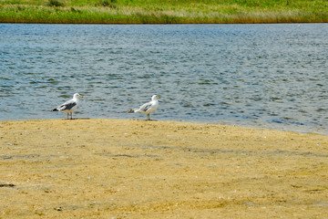 Obraz premium Many seagulls are sitting on the sand, by the sea.