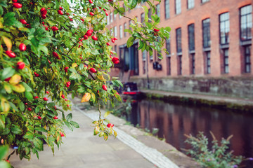 Fototapeta premium Close up focused rosehip berries with blurred building and river chanel background. Industrial city exterior landscape. Manchester. Copy space