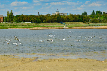 Many seagulls are sitting on the sand, by the sea.