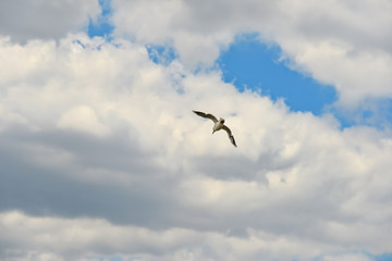 White gull flies high in the sky against the background of clouds.