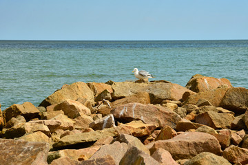 A seagull sits on a stone in the sea water.