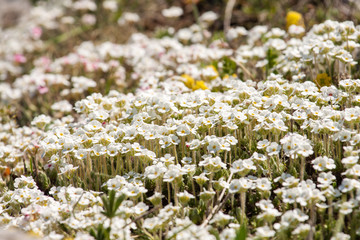 Primula bloom on a meadow glade. Primula flowers close-up.