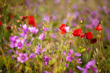 Obraz na płótnie Canvas Beautiful meadow flowers. Malva and poppies close-up.