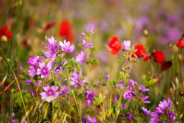 Beautiful meadow flowers. Malva and poppies close-up.