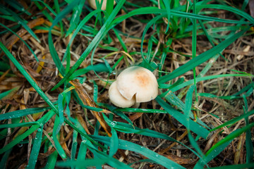 Mushrooms in green grass