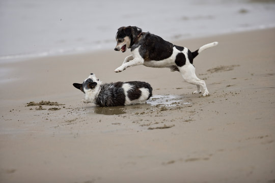 Two dogs play fighting on a sandy beach.