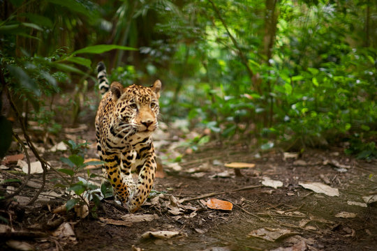 Young leopard stalking through a rainforest.