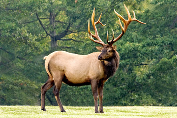 Naklejka premium Bull elk – Photographed in Elk State Forest, Elk County, Benezette, Pennsylvania