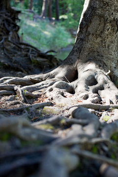 Roots of a tree in a forest.