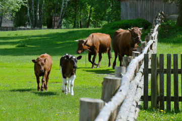 krowy w skansenie w olsztynku