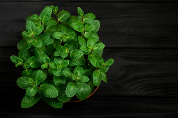 Green mint plant grow in a pot on black wooden background