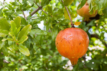 Pomegranate on the tree, with raindrops