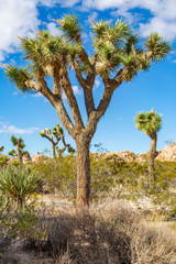 A Joshua Tree in Joshua Tree National Park, California