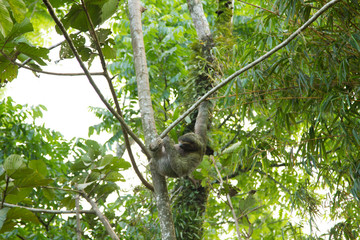 Sloth in a tree