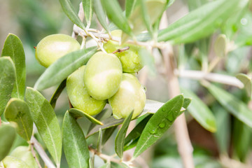 Olives in the olive tree
