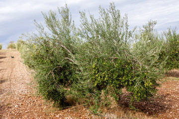 Olive trees in the field, agriculture