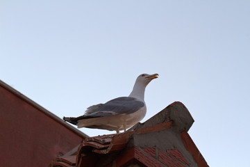 Seagull sitting on the roof against the blue sky