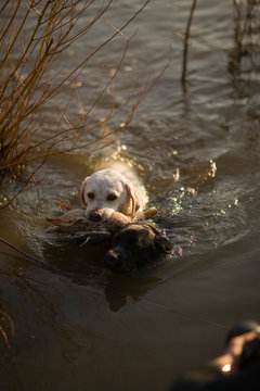 Dog carrying a duck in its mouth while swimming across a river.