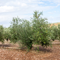Fototapeta na wymiar Olive trees in the field, agriculture