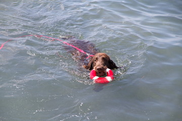 Brown dog with a life preserver in the mouth