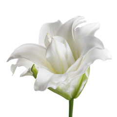 Terry white lily flower isolated.
