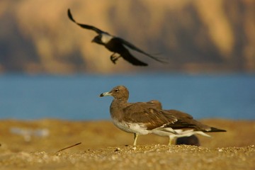 Obraz premium Sooty Gull / Ichthyaetus hemprichii