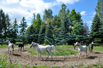konie arabskie w janowie podlaskim © marsad