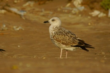Lesser black-backed gull / Larus fuscus
