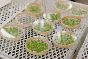 Muestras de laboratorio